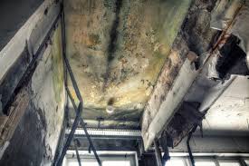 Best Attic Mold Removal  in Arlington, MN